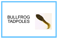 Bullfrog Tadpoles - Free Shipping!