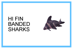 Hi Fin Banded Sharks