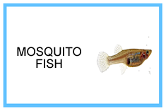 Mosquito Fish - Free Shipping!