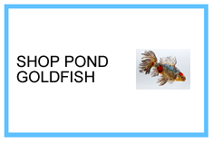 Pond Goldfish