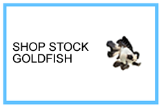 Stock Goldfish
