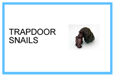 Trapdoor Snails