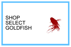 Select Goldfish