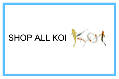 All Koi Packages - Free Shipping!