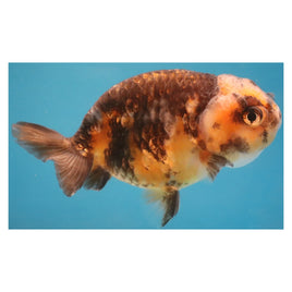 3.5 inch Kirin ranchu goldfish