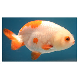 3.5 inch Red white ranchu goldfish