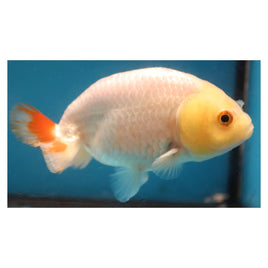 3.5 inch Red white lemon head ranchu goldfish