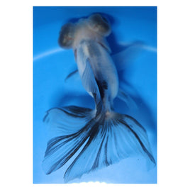 3 inch Blue butterfly tail goldfish