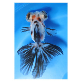 3 inch Blue calico butterfly tail goldfish