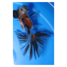 3 inch Calico butterfly tail goldfish 1