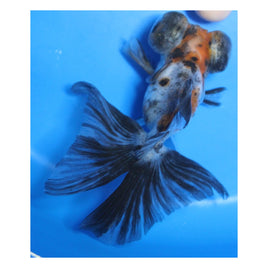 3 inch Calico butterfly tail goldfish