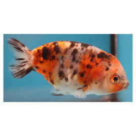 3 inch Calico ranchu 1 goldfish