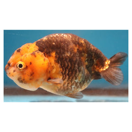 3 inch Kirin ranchu goldfish