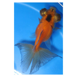 3 inch Red and black Butterfly tail goldfish 1