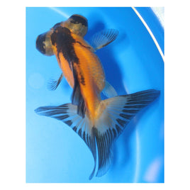 3 inch Red and black Butterfly tail goldfish 2