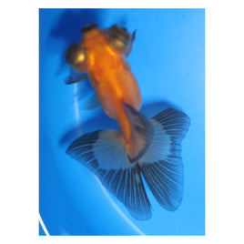 3 inch Red and black Butterfly tail goldfish 3
