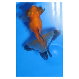 3 inch Red and black Butterfly tail goldfish