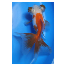 3 inch Red and white butterfly tail goldfish