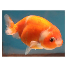 3 inch red white ranchu goldfish