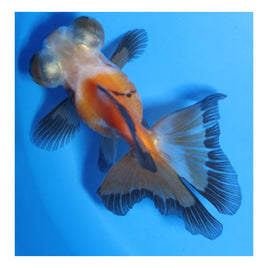 3 inch Tricolor Butterfly tail goldfish 2