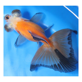 3 inch Tricolor Butterfly tail goldfish 4