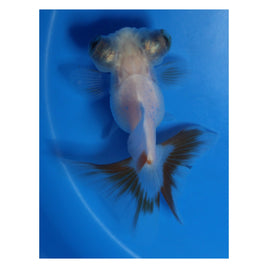 3 inch White and red Butterfly tail goldfish
