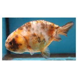 3 inch calico ranchu 2 goldfish