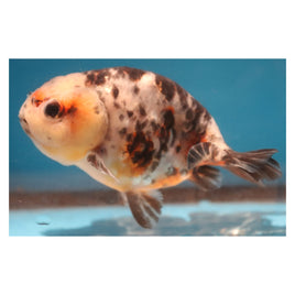 3 inch calico ranchu 3 goldfish