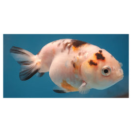 3 inch calico ranchu goldfish