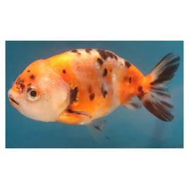3 inch red calico 1 ranchu goldfish