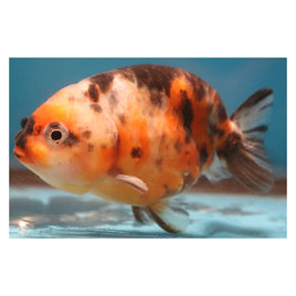 3 inch red calico ranchu goldfish