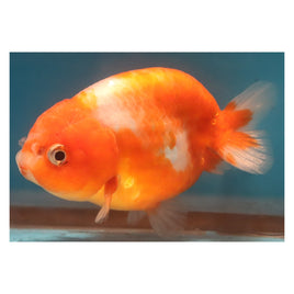 3 inch red white ranchu 1 goldfish