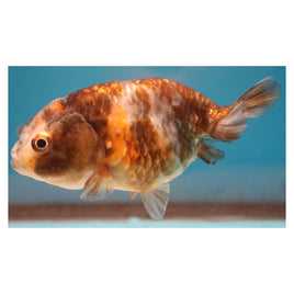 3 inch tricolor ranchu goldfish