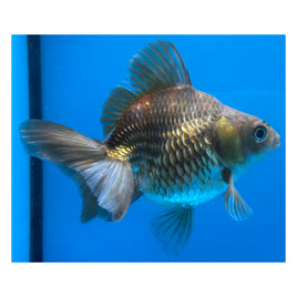 4 inch Blue ryukin goldfish