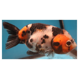 4 inch Calico ranchu 1 goldfish
