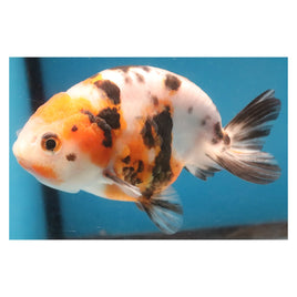 4 inch Calico ranchu 2 goldfish