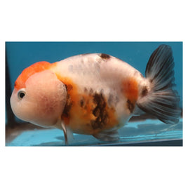 4 inch Calico ranchu goldfish