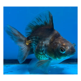 4 inch Chocolate ryukin goldfish