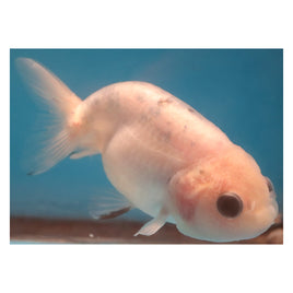 4 inch Cow ranchu 1 goldfish