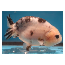 4 inch Cow ranchu goldfish