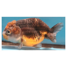 4 inch Kirin ranchu goldfish