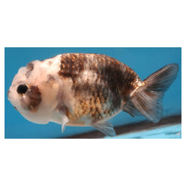 4 inch Panda ranchu goldfish