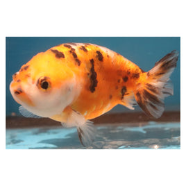 4 inch Red calico ranchu 1 goldfish