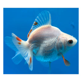 4 inch Red white ryukin goldfish