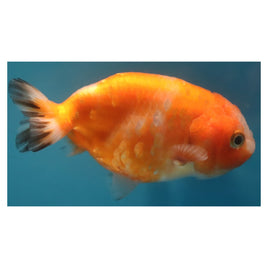 4 inch Sakura ranchu goldfish