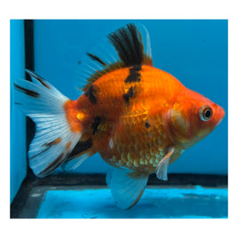 4 inch Tiger ryukin goldfish