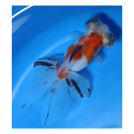 4 inch Tricolor Butterfly tail goldfish