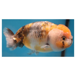4 inch Tricolor ranchu 1 goldfish