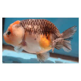 4 inch Tricolor ranchu 2 goldfish