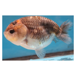 4 inch Tricolor ranchu 3 goldfish